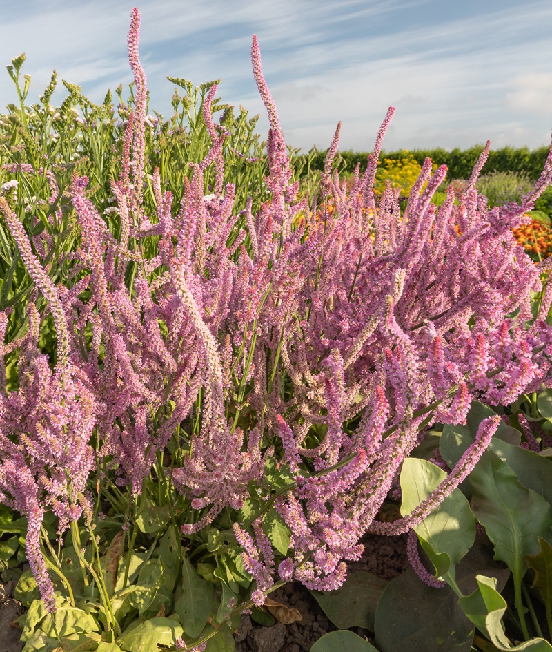 Limonium suworowii, Limonka suworowova 20 semien